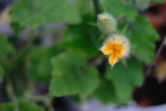 F1.4の華たち-③