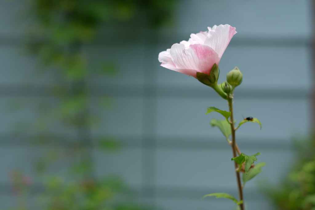 夏が過ぎてしまう前に-①