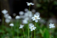 ねぇ、どこから来たの･･･
