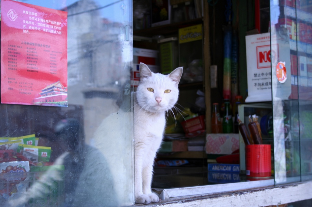 上海白猫-①