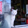 上海白猫-①
