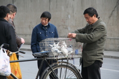 上海ハトをめぐる冒険-②