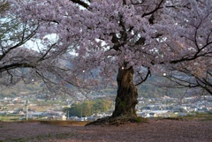 老師のような桜を撮る-②