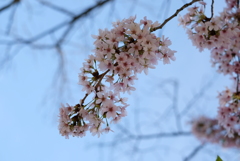 桜花-⑤
