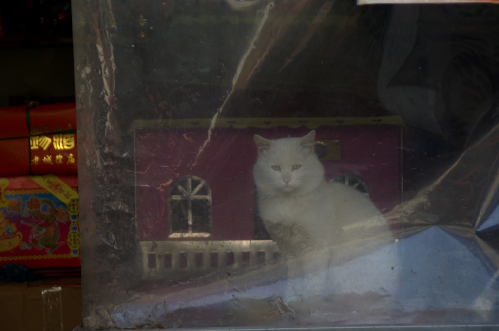 上海白猫-②