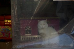 上海白猫-②