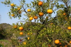 果実のある風景-②