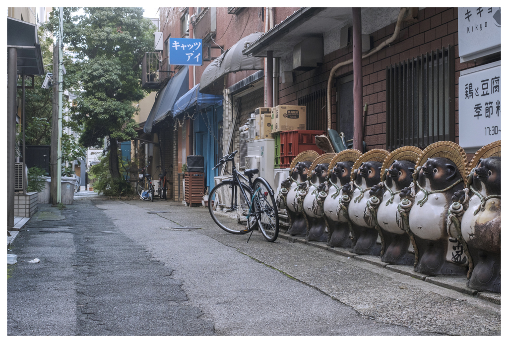 猫と狸と自転車と