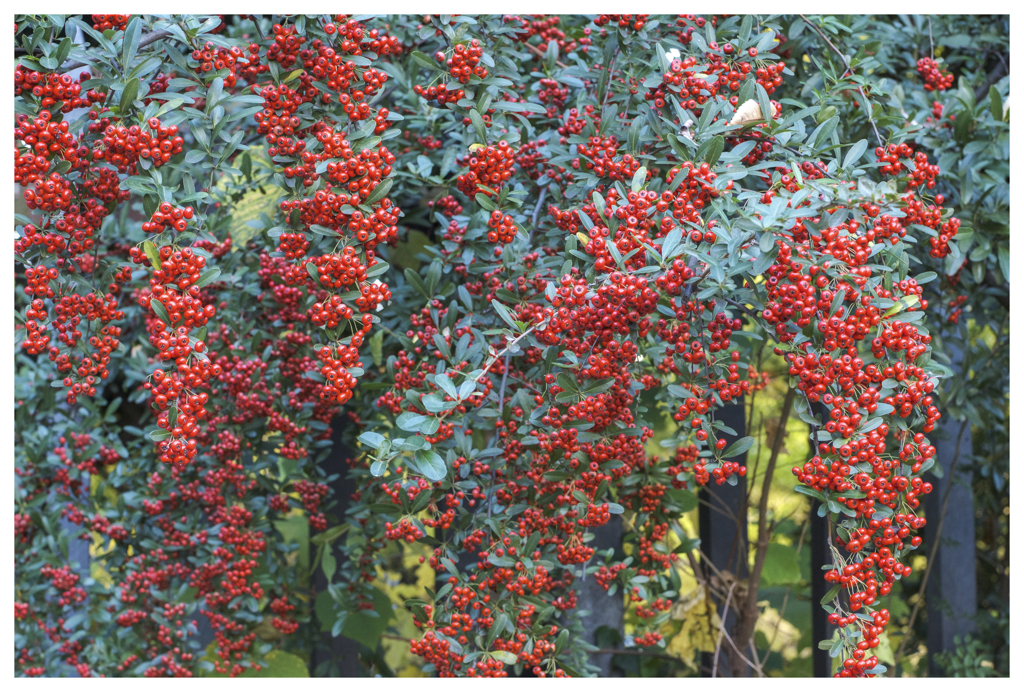 赤におぼれる･･･