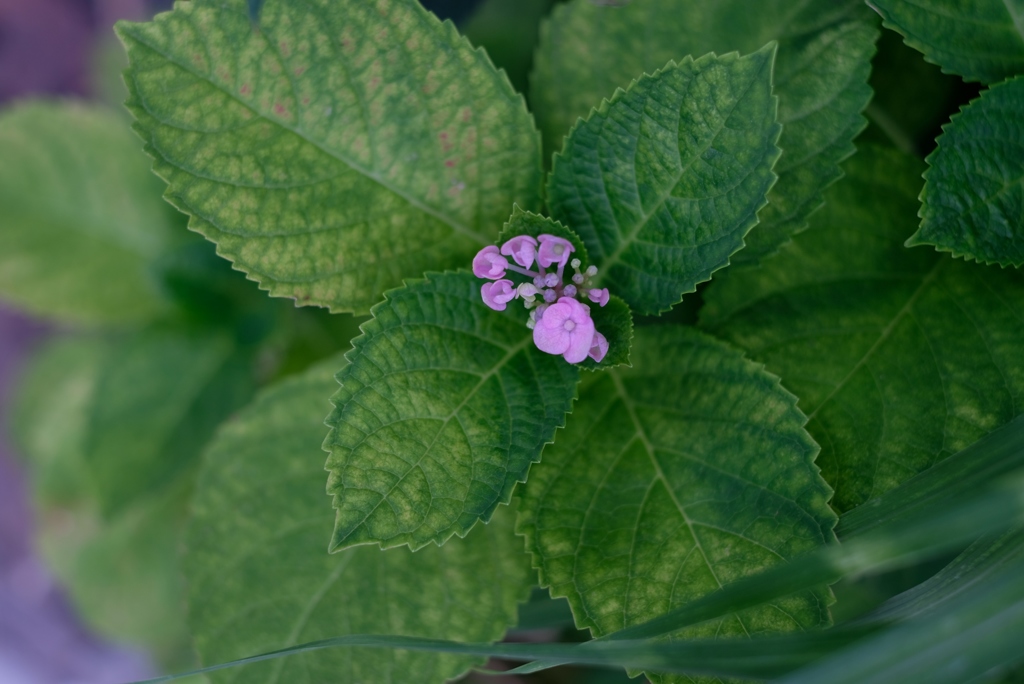 遠慮がちな･･･