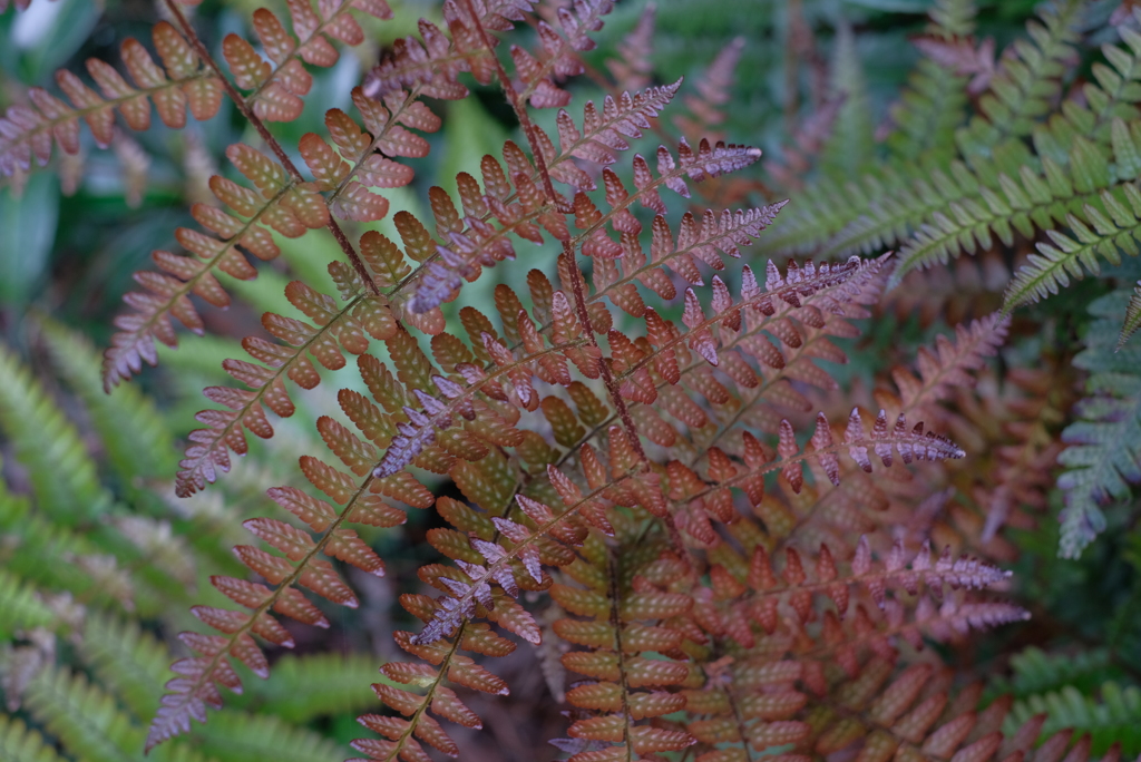 古代の目覚め-③