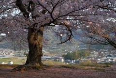 老師のような桜を撮る-①