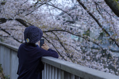 さくら色の中で･･･