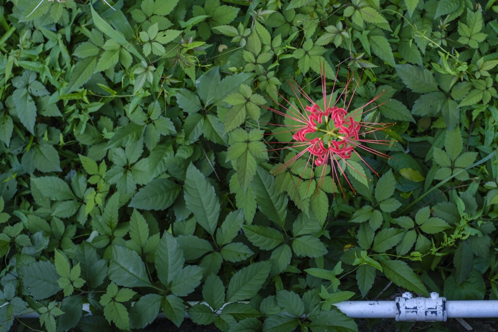 草花から教えてもらえること･･･