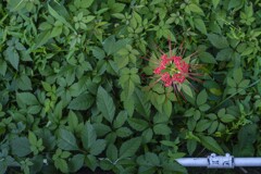 草花から教えてもらえること･･･
