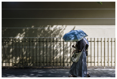 蝉時雨･･･