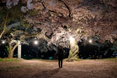 夜桜と星の少年-⑦