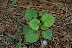 故郷の植物図鑑2018夏-④