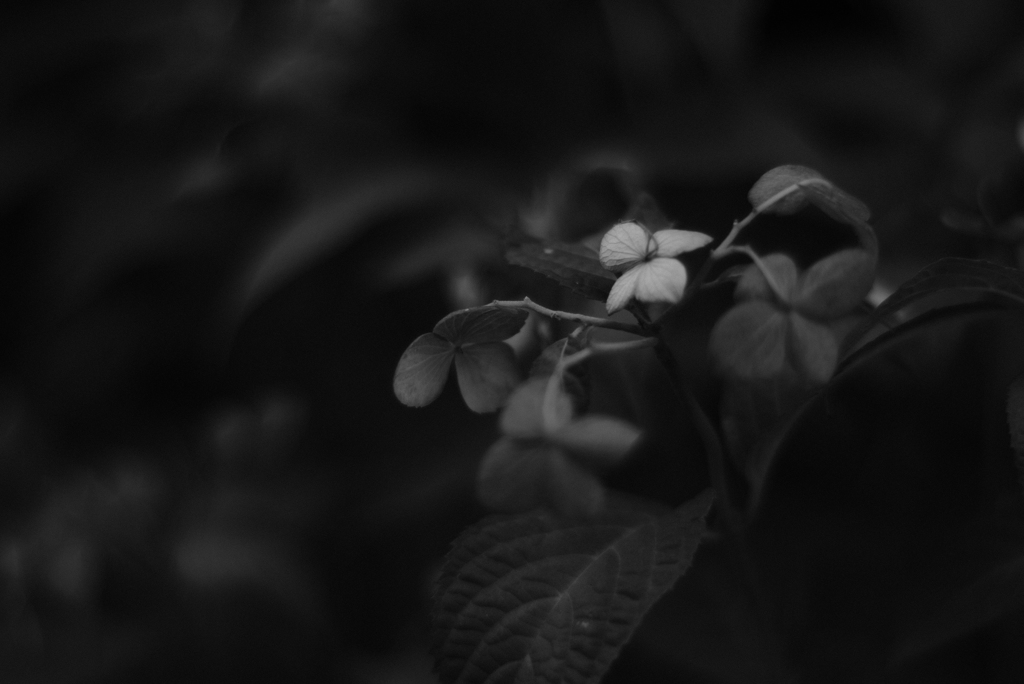 モノクロで紫陽花を撮る