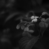 モノクロで紫陽花を撮る
