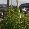 故郷の夏-①