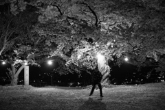 夜桜と星の少年-②