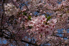 桜花-④