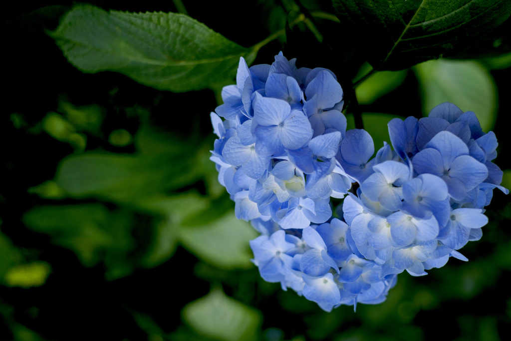 青き鼓動･･･