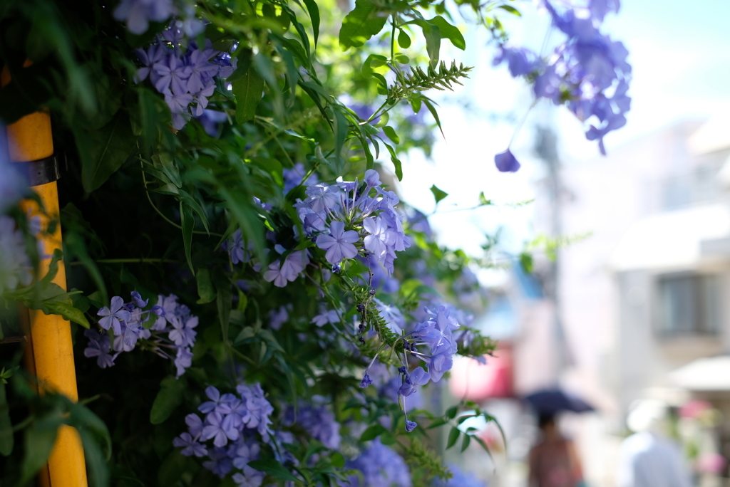 なついろの土曜日