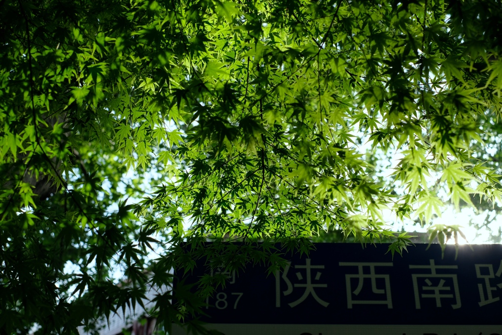 みどりの陝西南路