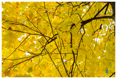 黄にまみれる･･･