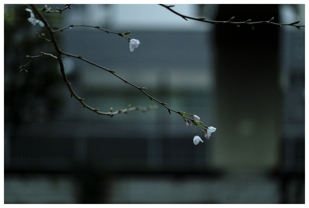 しずかに灯る・・・ by 上海カーニバル (ID:13431316) - 写真共有サイト:PHOTOHITO