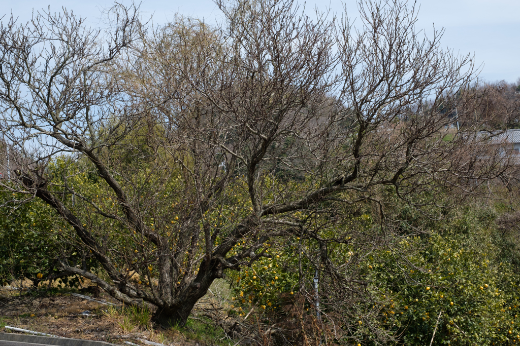 ばあちゃんとレモン