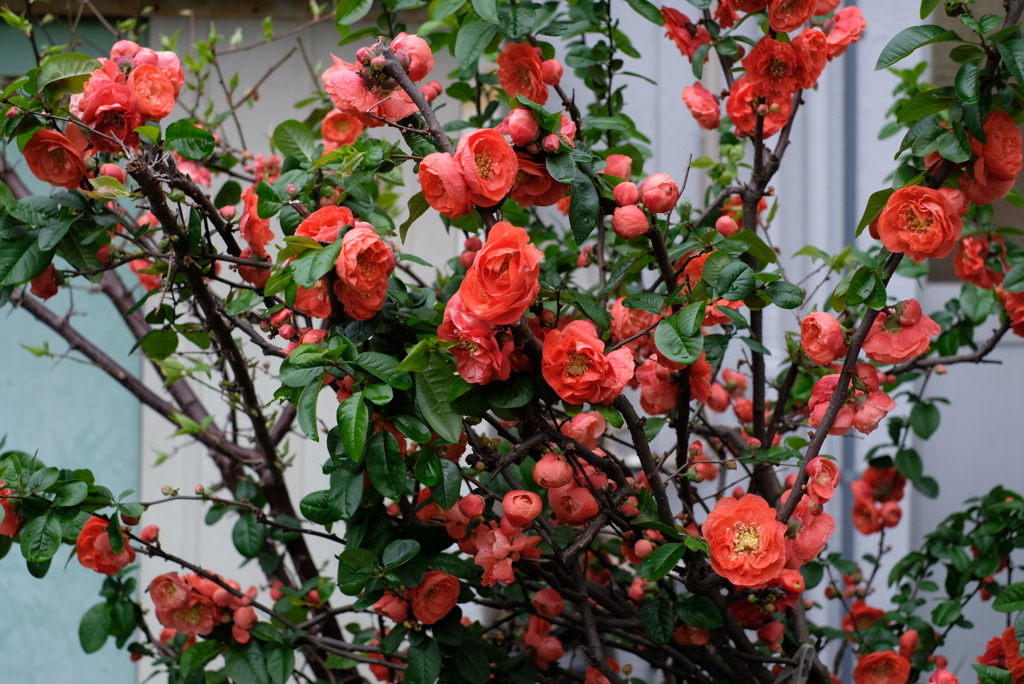 花を生けるように撮る-⑭