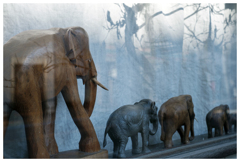 サバンナを走る夢をみた。