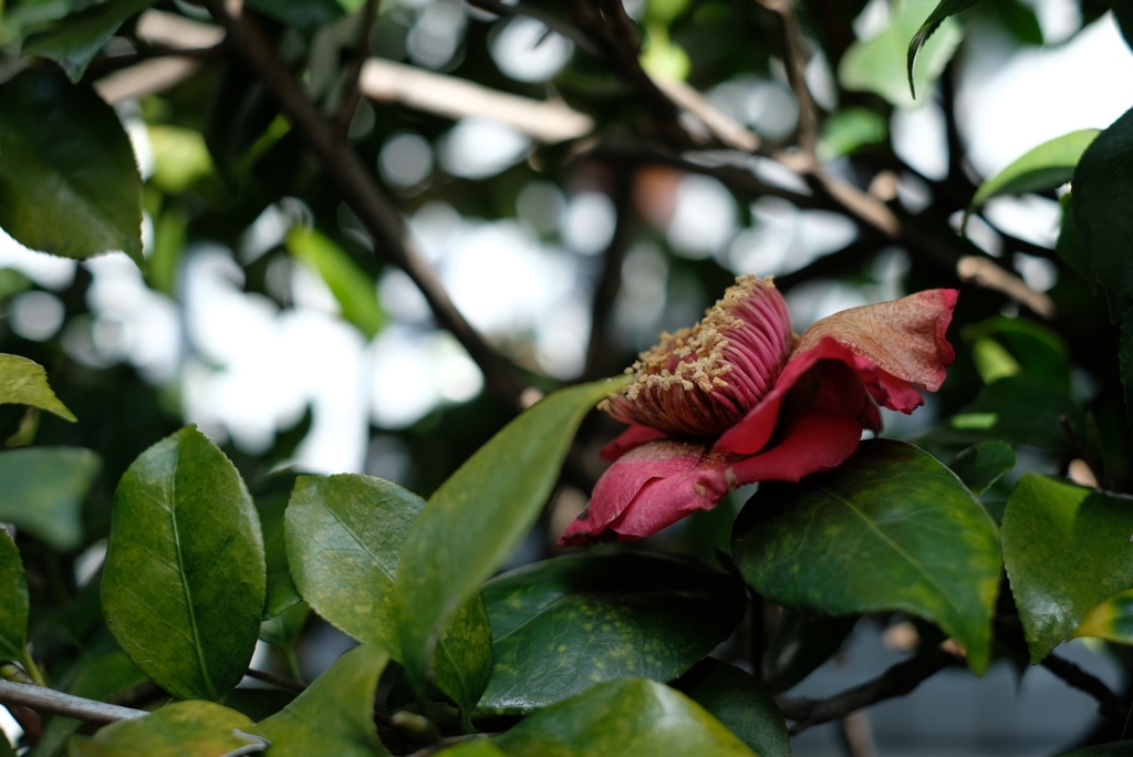 花が教えてくれること