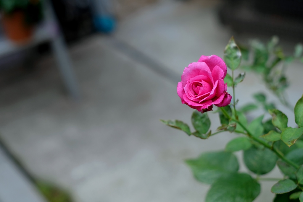 薔薇一輪に･･･