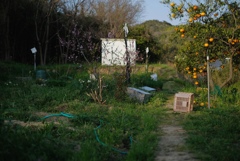 果実のある風景-⑤