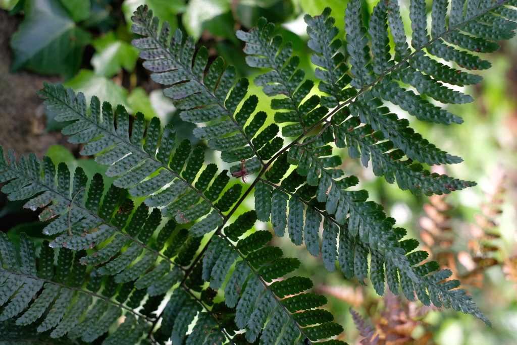 古代の目覚め-④