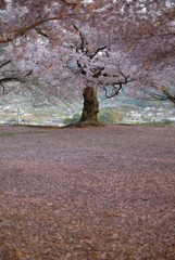 老師のような桜を撮る-③