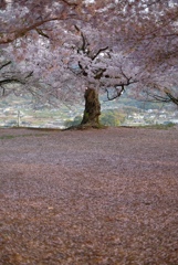 老師のような桜を撮る-③