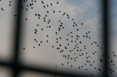 上海ハトをめぐる冒険-③