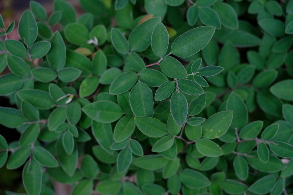 誠実そうな･･･