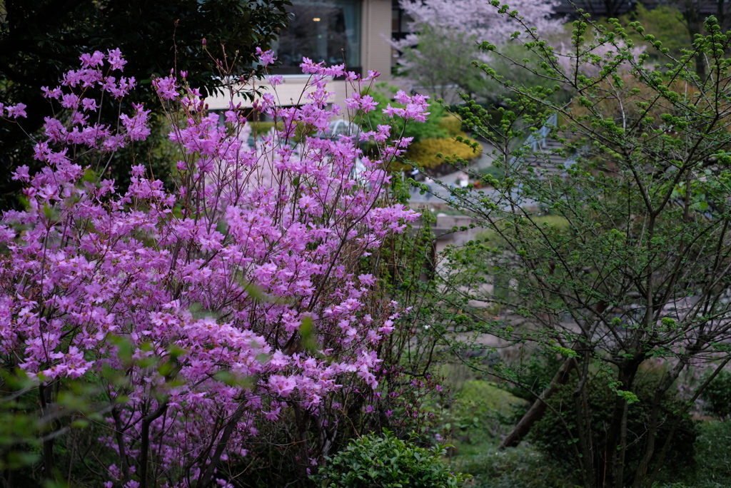 花を生けるように撮る-⑪