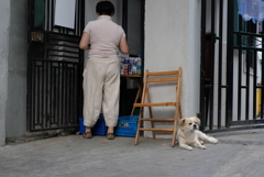 犬と暮らすということ