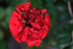 F1.4の華たち-④
