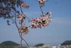 桜花-③