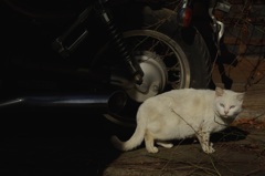 東京白猫-①