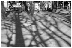 影の森を往く･･･