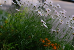 Yokohamaフラワー①